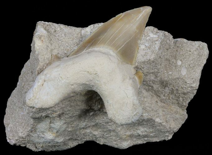 Otodus Shark Tooth Fossil In Rock - Eocene #60202
